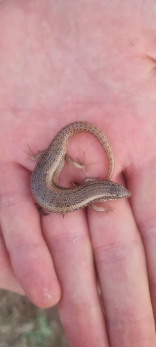 Ocellated Bronze Skink