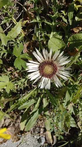 Silver Thistle