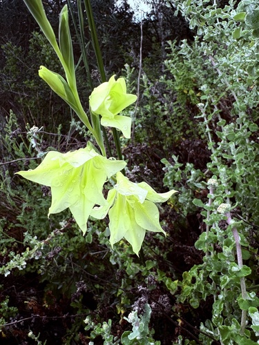 Gladiolus tristis, photograph 6