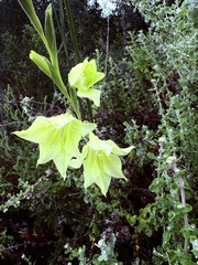 Gladiolus tristis, photograph (c) Christina, some rights reserved (CC BY)