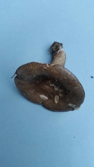 Lactifluus sepiaceus