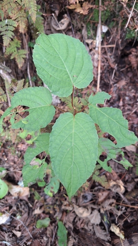 Actinidia kolomikta, photograph 2