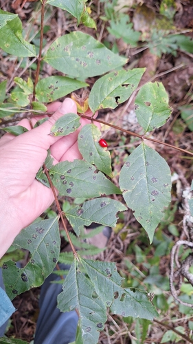 Lonicera maximowiczii, photograph 2