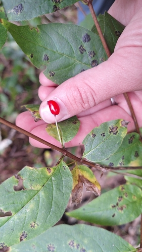 Lonicera maximowiczii, photograph 3