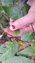 Lonicera maximowiczii, photograph (c) Violetta Dzizyurova, some rights reserved (CC BY)