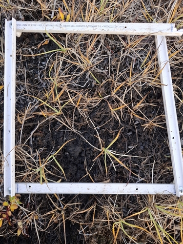 Carex bigelowii, 2026-09-04