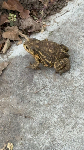 Asiatic Toad