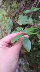Rhododendron sichotense, photograph (c) Violetta Dzizyurova, some rights reserved (CC BY)