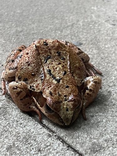 European Common Frog