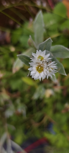Anaphalis nepalensis observed 2026-09-08