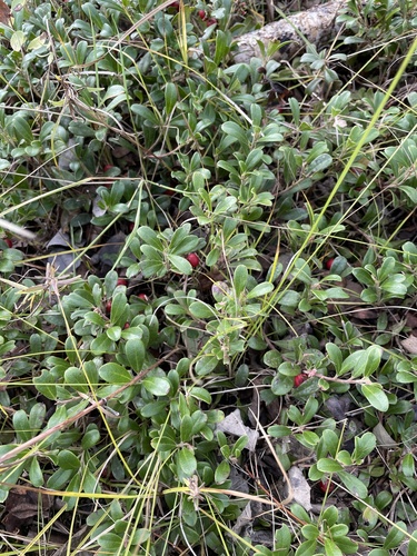bearberry