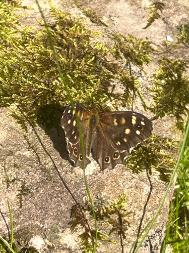 Speckled Wood