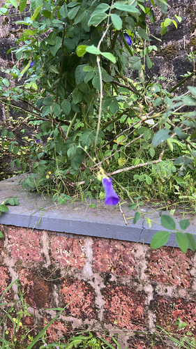 Blue Pea