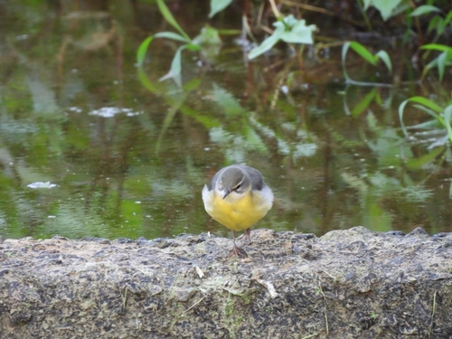 Grey Wagtail