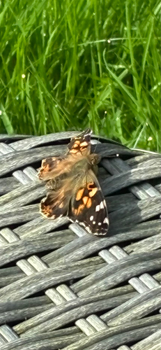 Painted Lady