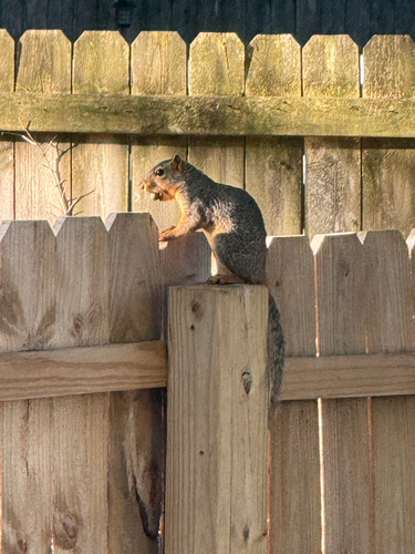 Eastern Fox Squirrel