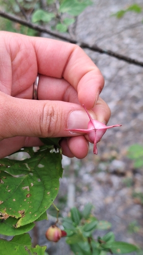 Euonymus macropterus, photograph 2