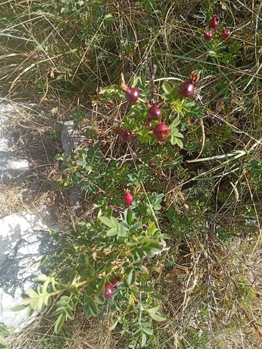 Burnet Rose