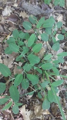 Salvia tomentosa