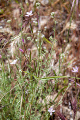 Clarkia similis
