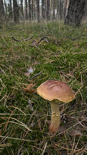 Aureoboletus projectellus