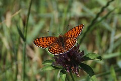 Melitaea phoebe