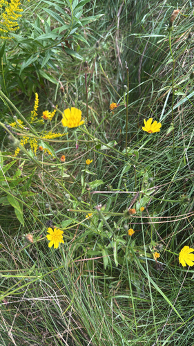 Hawkweed Oxtongue