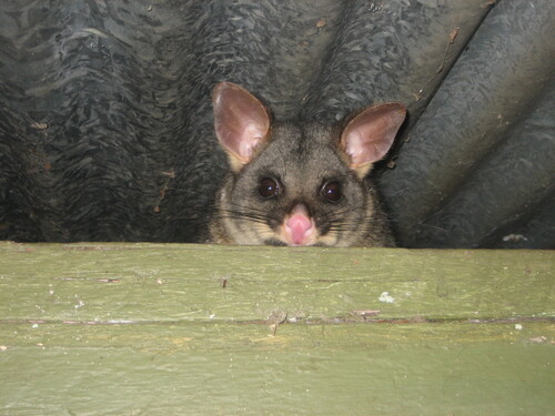 Common Brushtail Possum