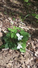 Viola sieheana