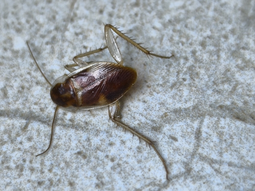 Brown-banded Cockroach