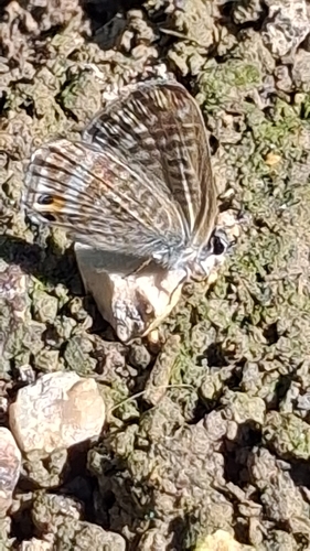 Pea Blue