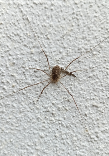 Opilio saxatilis