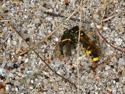 Field digger wasp