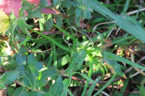 Ludwigia octovalvis, photograph 5