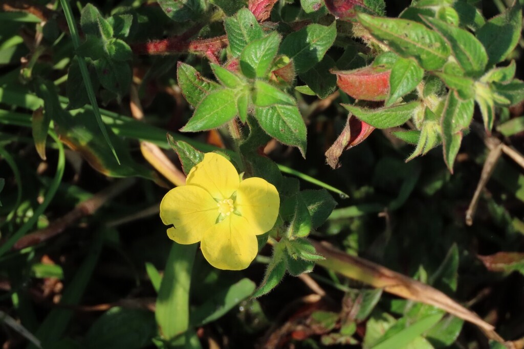 Ludwigia octovalvis; photograph (c) Bruno - Yolande Zanette, some rights reserved (CC BY)