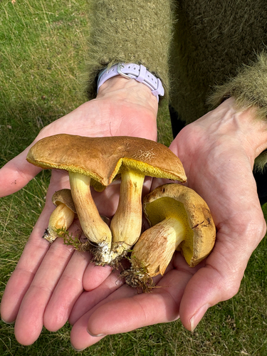 Suede Bolete