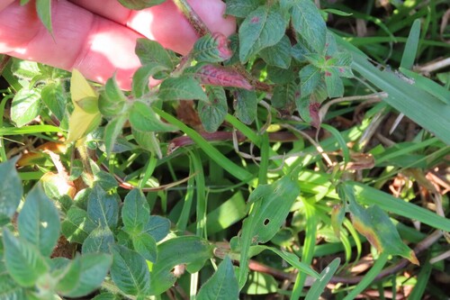 Ludwigia octovalvis, photograph 6
