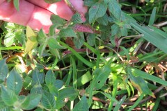 Ludwigia octovalvis, photograph (c) Bruno - Yolande Zanette, some rights reserved (CC BY)