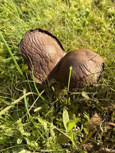 Dark Fieldcap