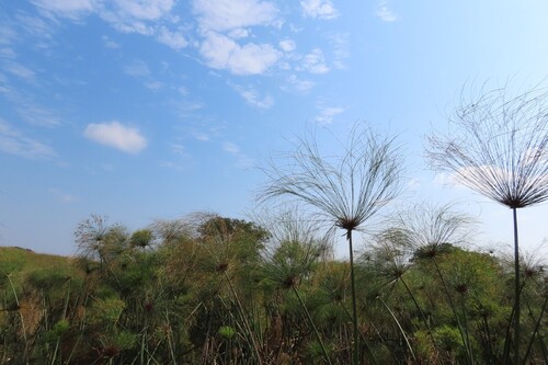 Cyperus papyrus, photograph 2