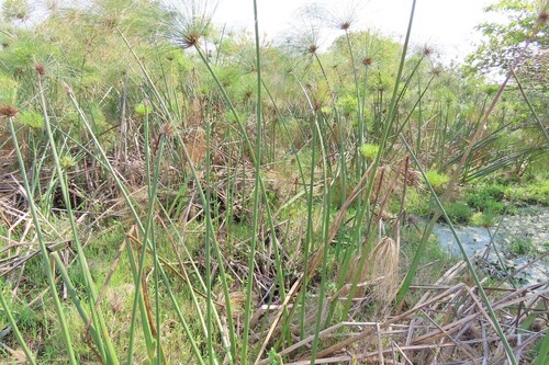 Cyperus papyrus, photograph 3