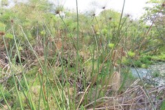 Cyperus papyrus, photograph (c) Bruno - Yolande Zanette, some rights reserved (CC BY)
