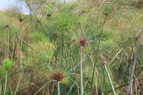 Cyperus papyrus, photograph 4