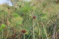 Cyperus papyrus, photograph (c) Bruno - Yolande Zanette, some rights reserved (CC BY)