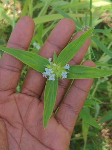buttonweed