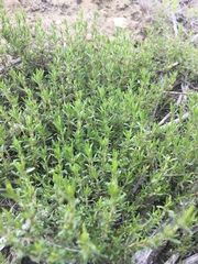 Thymus pallasianus