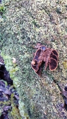 Hymenochaete microcycla