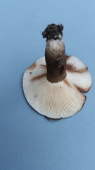 Lactifluus sepiaceus