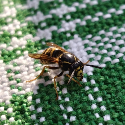 Saxon Wasp