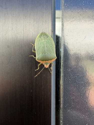 Southern Green Stink Bug